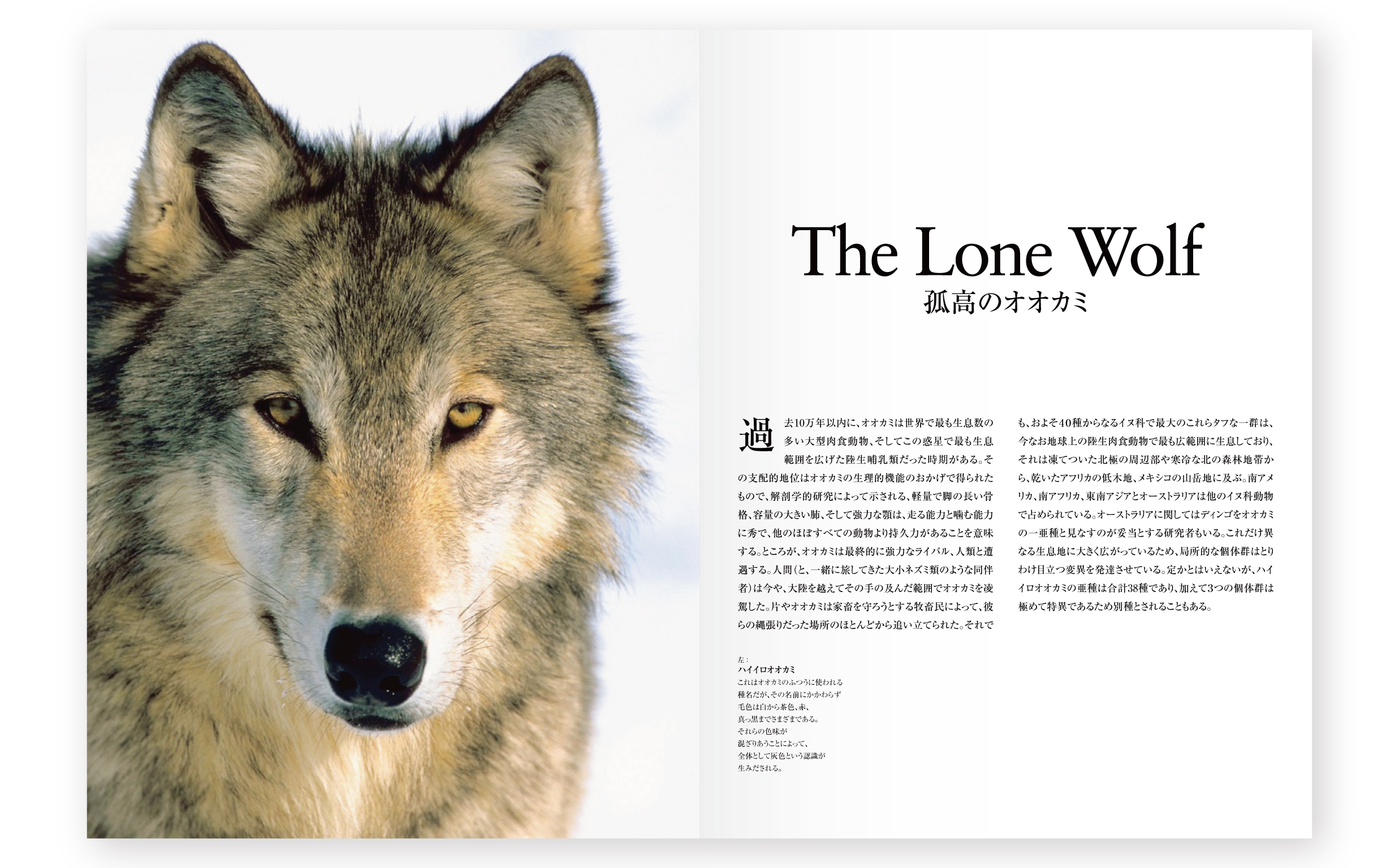 wolves_tigers-04