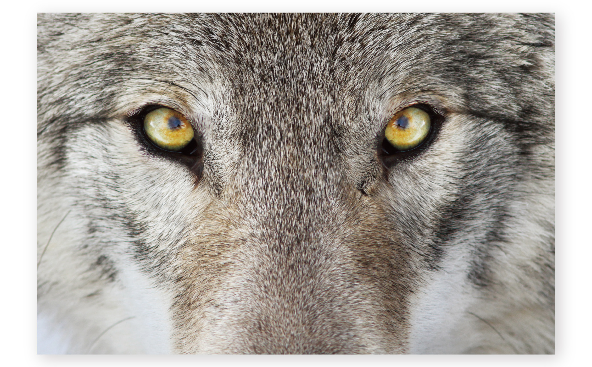 wolves_tigers-05