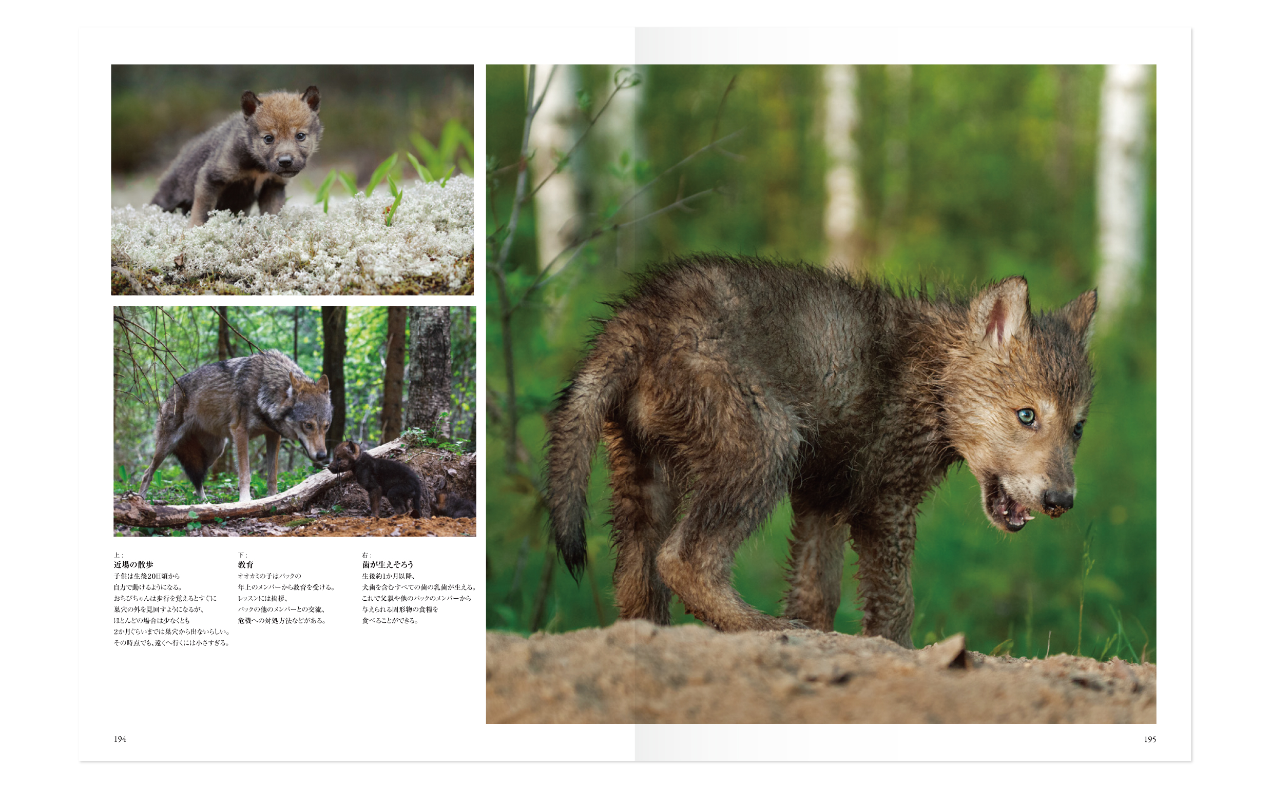 wolves_tigers-06