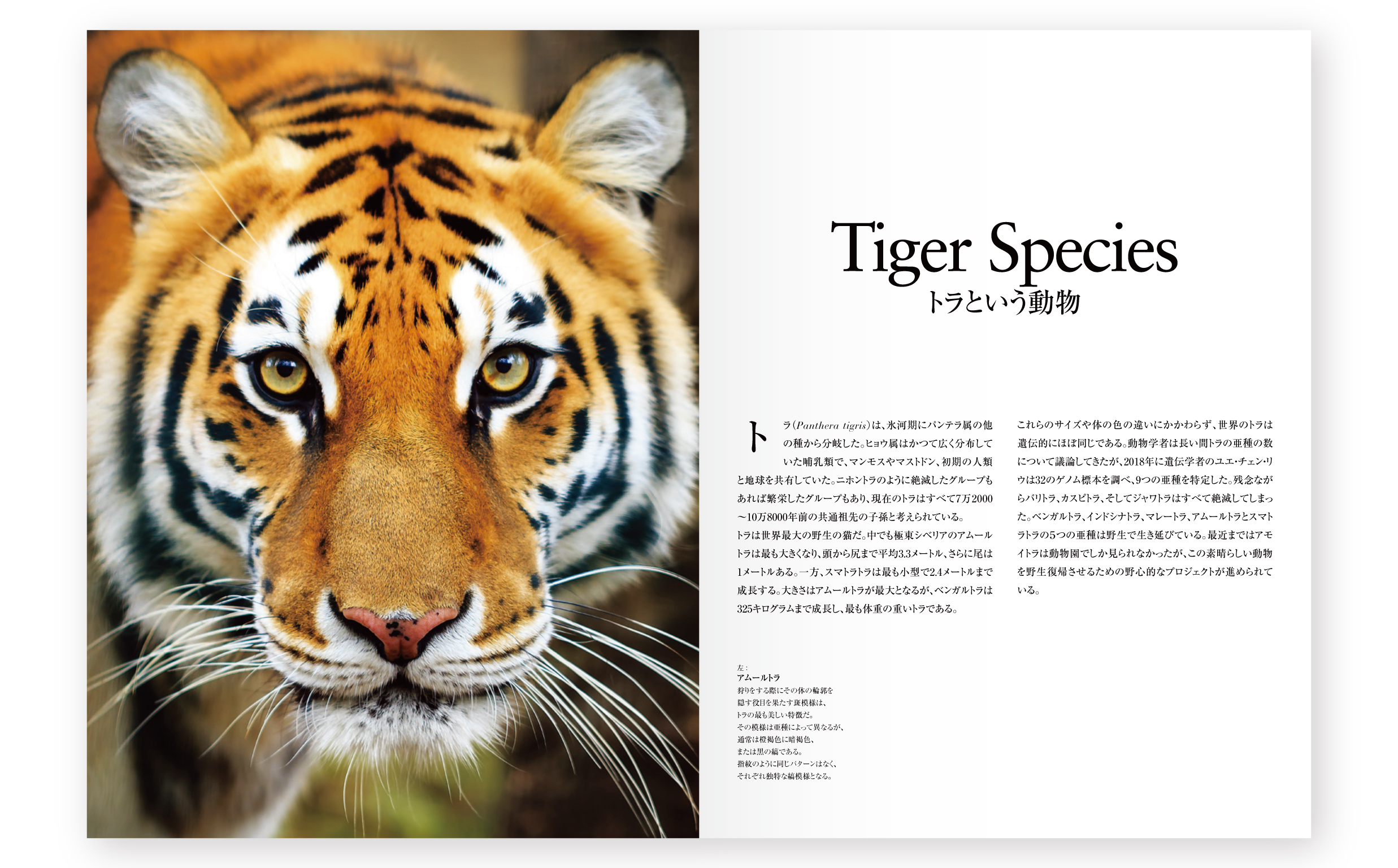 wolves_tigers-07
