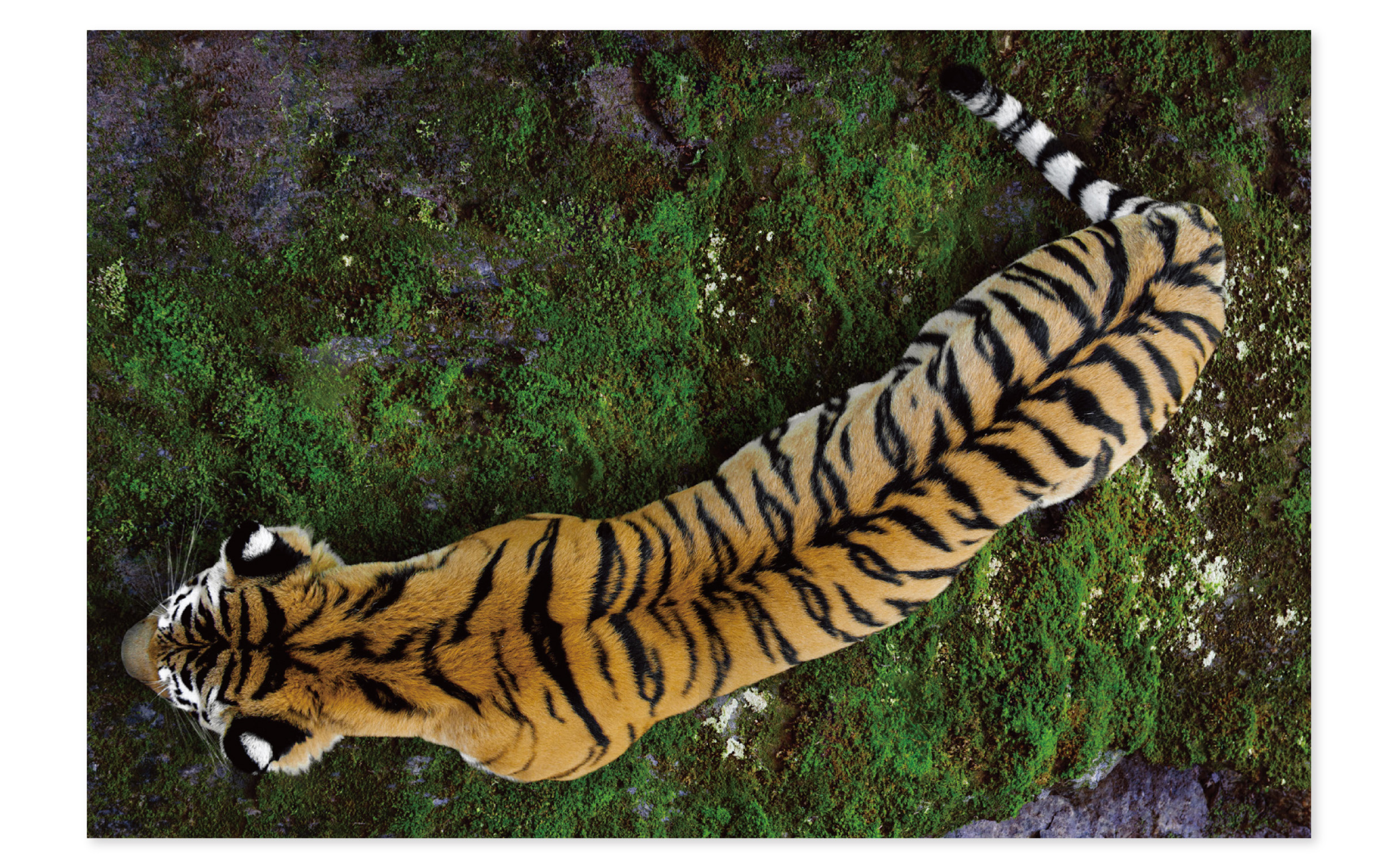 wolves_tigers-08
