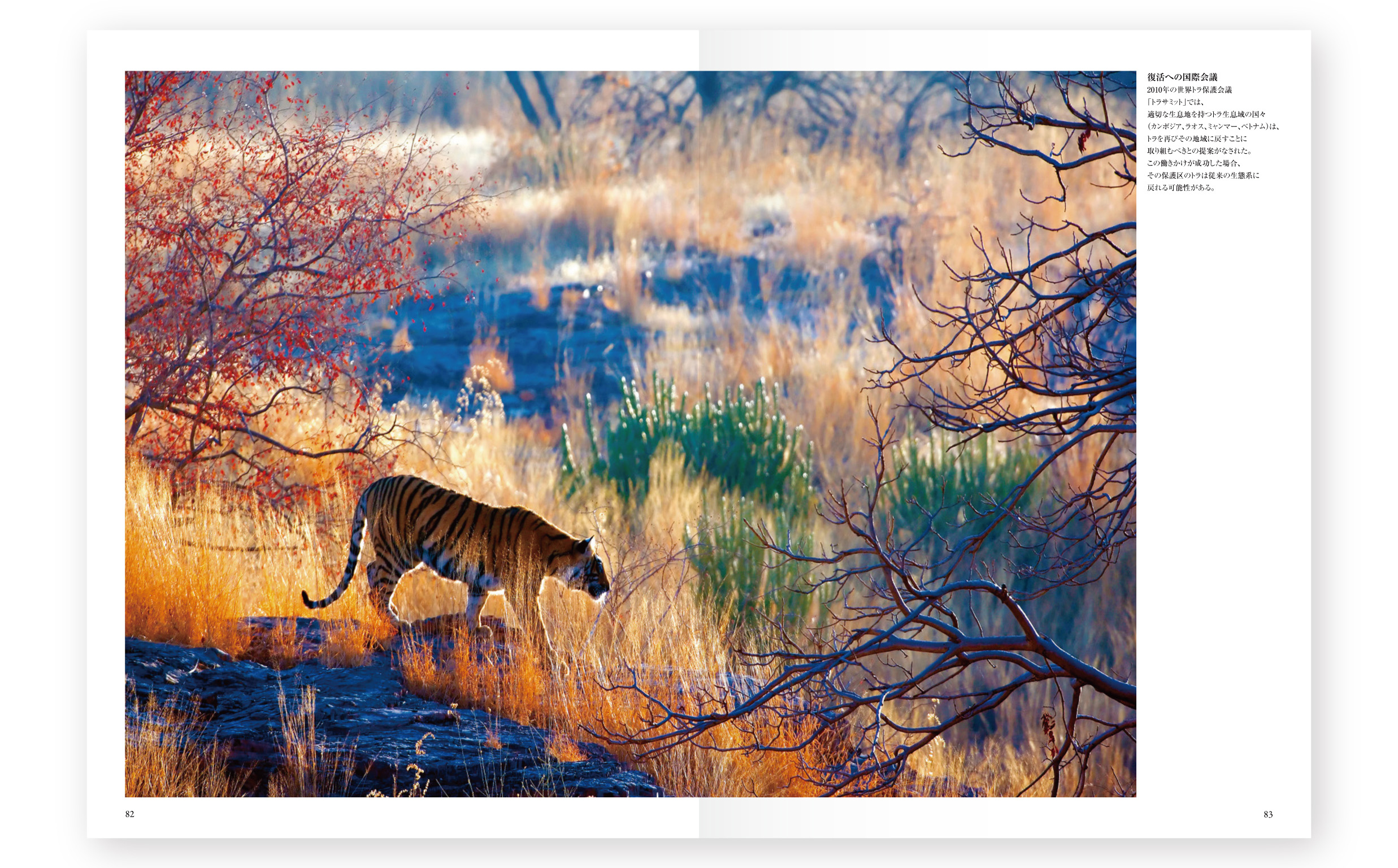 wolves_tigers-09